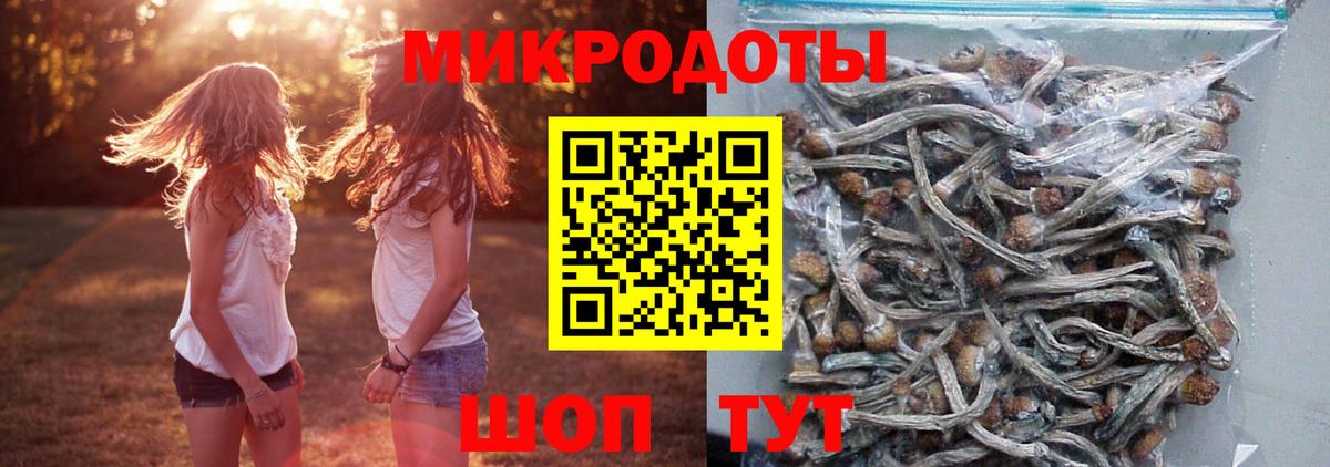 Псилоцибиновые грибы Psilocybe Еманжелинск